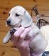 Dachshund Puppies for sale in Traverse City, MI, USA. price: NA