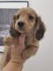 Dachshund Puppies for sale in Los Angeles, CA, USA. price: $500