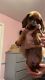 Dachshund Puppies for sale in Los Angeles, CA, USA. price: $600