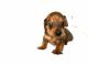 Dachshund Puppies for sale in Miami, FL, USA. price: NA