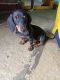 Dachshund Puppies for sale in Hyderabad, Telangana, India. price: 6800 INR