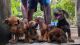 Dachshund Puppies for sale in Thrissur, Kerala, India. price: NA