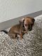Dachshund Puppies for sale in Richland, WA 99354, USA. price: $30,000