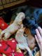 Dachshund Puppies for sale in Pierz, MN 56364, USA. price: $150,000