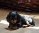 Dachshund Puppies for sale in Reno, NV, USA. price: $1,200