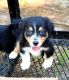 Dachshund Puppies for sale in Atlanta, GA, USA. price: NA