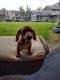 Dachshund Puppies for sale in Tacoma, WA, USA. price: $800