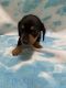 Dachshund Puppies for sale in Mena, AR 71953, USA. price: $600