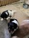 Dachshund Puppies for sale in Summertown, TN 38483, USA. price: $1,000