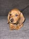 Dachshund Puppies for sale in Sebring, FL, USA. price: $1,500