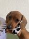 Dachshund Puppies for sale in Miami, FL, USA. price: $2,200