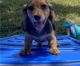 Dachshund Puppies for sale in Miami, FL, USA. price: $500