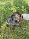 Dachshund Puppies for sale in Lebanon, TN, USA. price: $1,100