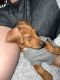 Dachshund Puppies for sale in Smithtown, NY, USA. price: NA
