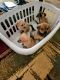 Dachshund Puppies for sale in Stockton, CA 95206, USA. price: NA