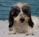 Dachshund Puppies for sale in Centuria, WI 54824, USA. price: $3,800