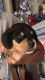 Dachshund Puppies for sale in Shallotte, NC, USA. price: $595