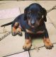 Dachshund Puppies for sale in Varkala, Kerala, India. price: 3500 INR