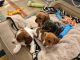 Dachshund Puppies for sale in Ferndale, CA 95536, USA. price: NA