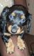 Dachshund Puppies for sale in Pensacola, FL, USA. price: NA