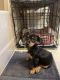 Dachshund Puppies for sale in Sacramento, CA, USA. price: $140,000