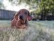 Dachshund Puppies for sale in Plainfield, IL, USA. price: $2,500