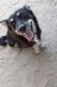 Dachshund Puppies for sale in Merced, CA, USA. price: $150