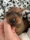 Dachshund Puppies for sale in Creswell, OR 97426, USA. price: $1,000
