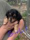 Dachshund Puppies for sale in Rock Valley, IA 51247, USA. price: NA