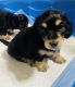 Dachshund Puppies for sale in Edgewood, WA 98372, USA. price: $3,500