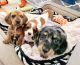 Dachshund Puppies for sale in Ferndale, CA 95536, USA. price: NA