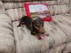 Dachshund Puppies for sale in McQueeney Rd, McQueeney, TX 78123, USA. price: NA