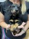 Dachshund Puppies for sale in Columbia, KY 42728, USA. price: $2,000