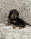 Dachshund Puppies for sale in Corsicana, TX, USA. price: $600
