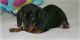 Dachshund Puppies for sale in New York, NY, USA. price: $500