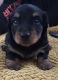 Dachshund Puppies for sale in Cape May Court House, Middle Township, NJ 08210, USA. price: NA