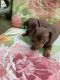 Dachshund Puppies for sale in Commerce, GA, USA. price: NA