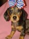 Dachshund Puppies for sale in Wethersfield, CT, USA. price: $2,200