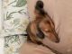Dachshund Puppies for sale in Vacaville, CA 95687, USA. price: NA