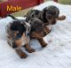 Dachshund Puppies for sale in Florence, AL, USA. price: $850