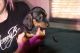 Dachshund Puppies for sale in 39735 S Justin Ln, Tucson, AZ 85739, USA. price: NA