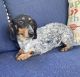 Dachshund Puppies for sale in Duncan, OK, USA. price: NA
