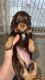 Dachshund Puppies for sale in Goodyear, AZ 85338, USA. price: NA