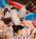 Dachshund Puppies for sale in Mobile, AL, USA. price: NA
