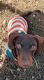 Dachshund Puppies for sale in Elkin, NC, USA. price: NA