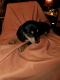 Dachshund Puppies for sale in Cranfills Gap, TX 76637, USA. price: NA