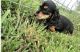 Dachshund Puppies for sale in North Las Vegas, NV, USA. price: $1,500