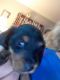 Dachshund Puppies for sale in 273 N Fremont St, Peru, IN 46970, USA. price: NA