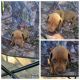 Dachshund Puppies for sale in Grand Junction, MI 49056, USA. price: NA