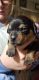 Dachshund Puppies for sale in Adams, WI, USA. price: $400